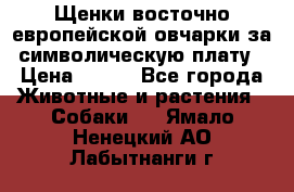 Щенки восточно европейской овчарки за символическую плату › Цена ­ 250 - Все города Животные и растения » Собаки   . Ямало-Ненецкий АО,Лабытнанги г.